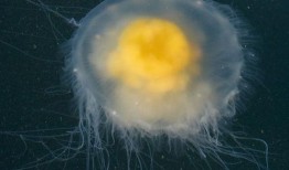 蛋仔水母爆料怎么做视频,视频生成技巧全解析