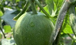 柚子娱乐吃瓜,揭秘娱乐圈最新吃瓜事件，带你领略明星幕后故事