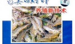 养殖对虾爆料视频播放大全,热门视频播放大全解析