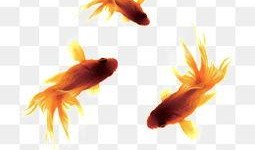 中秋金鱼爆料视频,揭秘神秘视频背后的故事