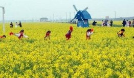 热点爆料油菜花视频,短视频记录下的春日田园风光