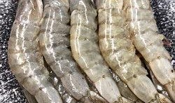 养殖对虾爆料视频播放大全,热门视频播放大全解析