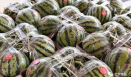 网红吃瓜爆料情报处,揭秘娱乐圈幕后真相，吃瓜群众齐围观