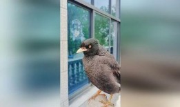 娱乐吃瓜小八哥是谁啊小说,揭秘网络小说中的神秘角色