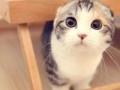 折耳猫娱乐吃瓜,揭秘娱乐圈吃瓜背后的真相与趣味