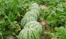 浏阳网红大瓜爆料视频最新,揭秘幕后真相，带你走进网络红人的世界