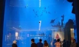 迪拜爆料新闻事件视频,惊曝新闻事件视频揭秘