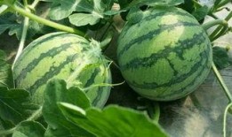 吃瓜各类名字网红,揭秘网红们的花式昵称与人气传奇