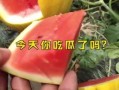 娱乐吃瓜起什么名字,揭秘明星幕后吃瓜大揭秘