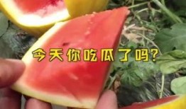 娱乐吃瓜起什么名字,揭秘明星幕后吃瓜大揭秘