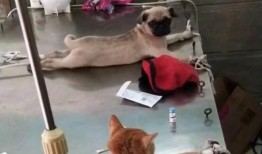 巴哥爆料黑胡子视频在线,黑胡子视频幕后真相大曝光