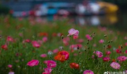 虞美人盛开的山坡在线观看,探寻诗意山野的浪漫之旅