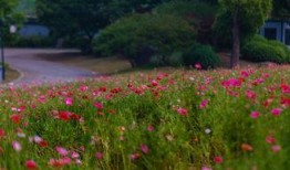 虞美人盛开的山坡在线观看,探寻诗意山野的浪漫之旅