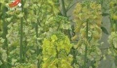 热点爆料油菜花视频,短视频记录下的春日田园风光