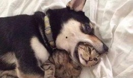 狗子爆料周冬雨视频播放,真相究竟如何？