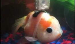 中秋金鱼爆料视频,揭秘神秘视频背后的故事