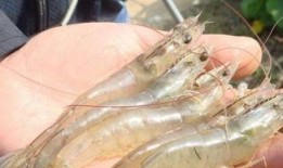 养殖对虾爆料视频播放大全,热门视频播放大全解析