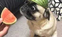 娱乐吃瓜小八哥是谁啊小说,揭秘网络小说中的神秘角色